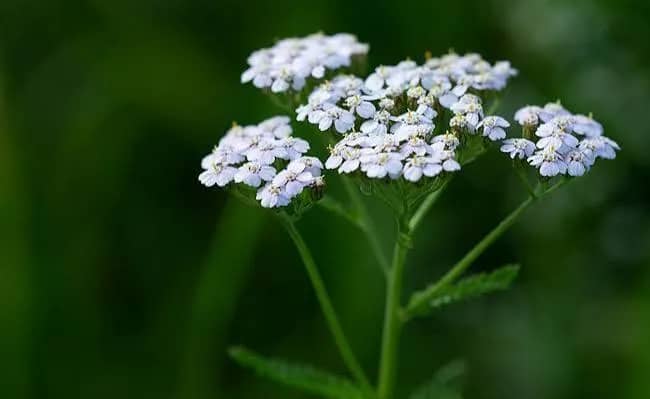 Illustration de l'événement : Balade plantes sauvages comestibles et toxiques dans le bois de Vincennes