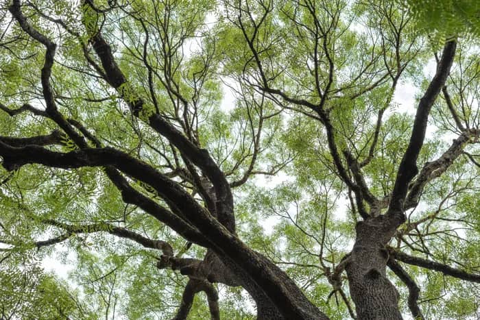 Illustration de l'événement : Les arbres du Jardin Botanique
