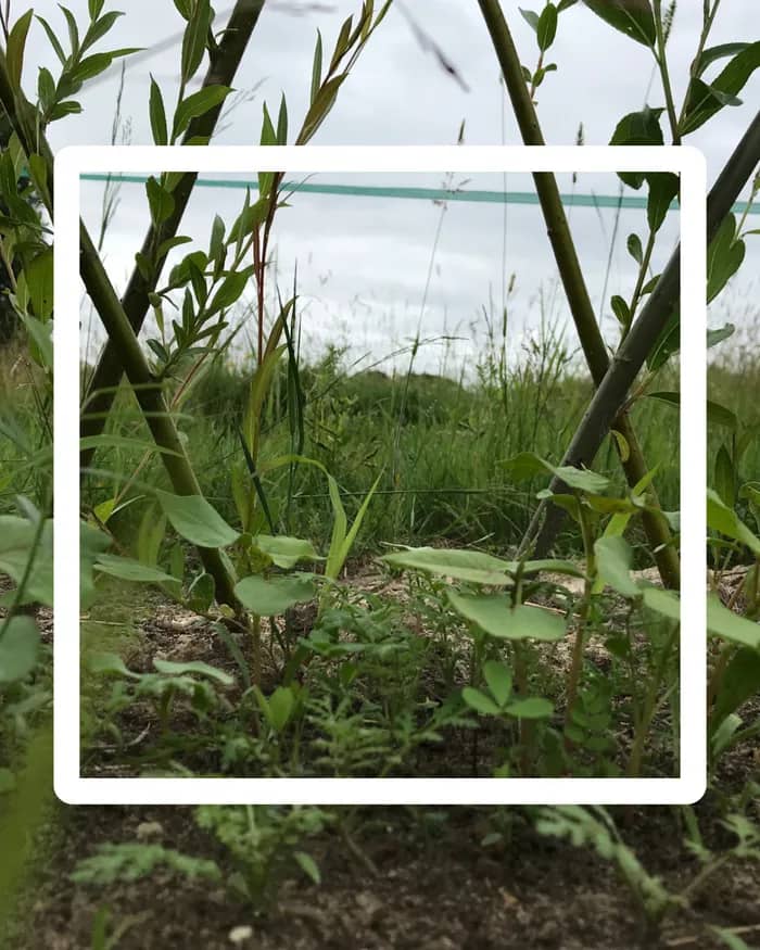 Illustration de l'événement : Enrichir une haie nourricière façon syntropie - Les Ateliers Soin des Plantes