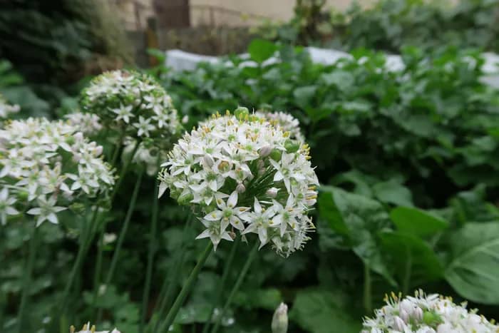 Illustration de l'événement : Jardinons ! Atelier "Cultiver, multiplier, cuisiner, les Alliums"