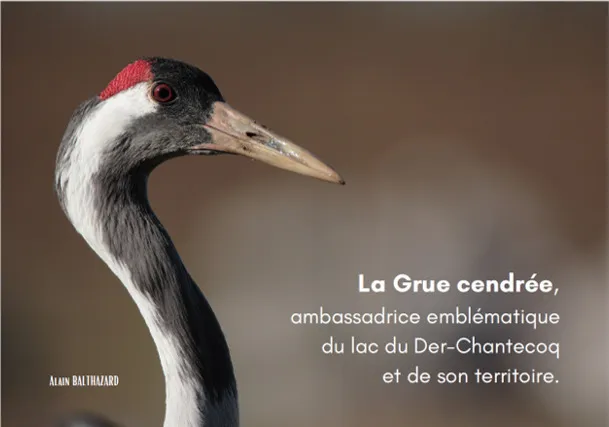 Illustration de l'événement : Exposition "La grue cendrée" du 01 au 25 septembre