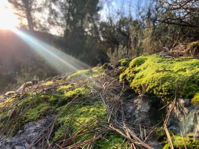 Illustration de l'événement : Premiers pas à la découverte des Bryophytes