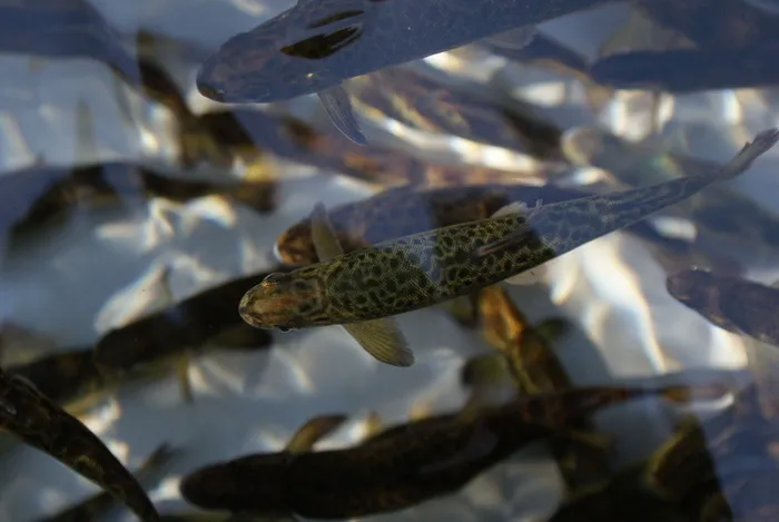 Illustration de l'événement : Visitez les coulisses d'une pisciculture