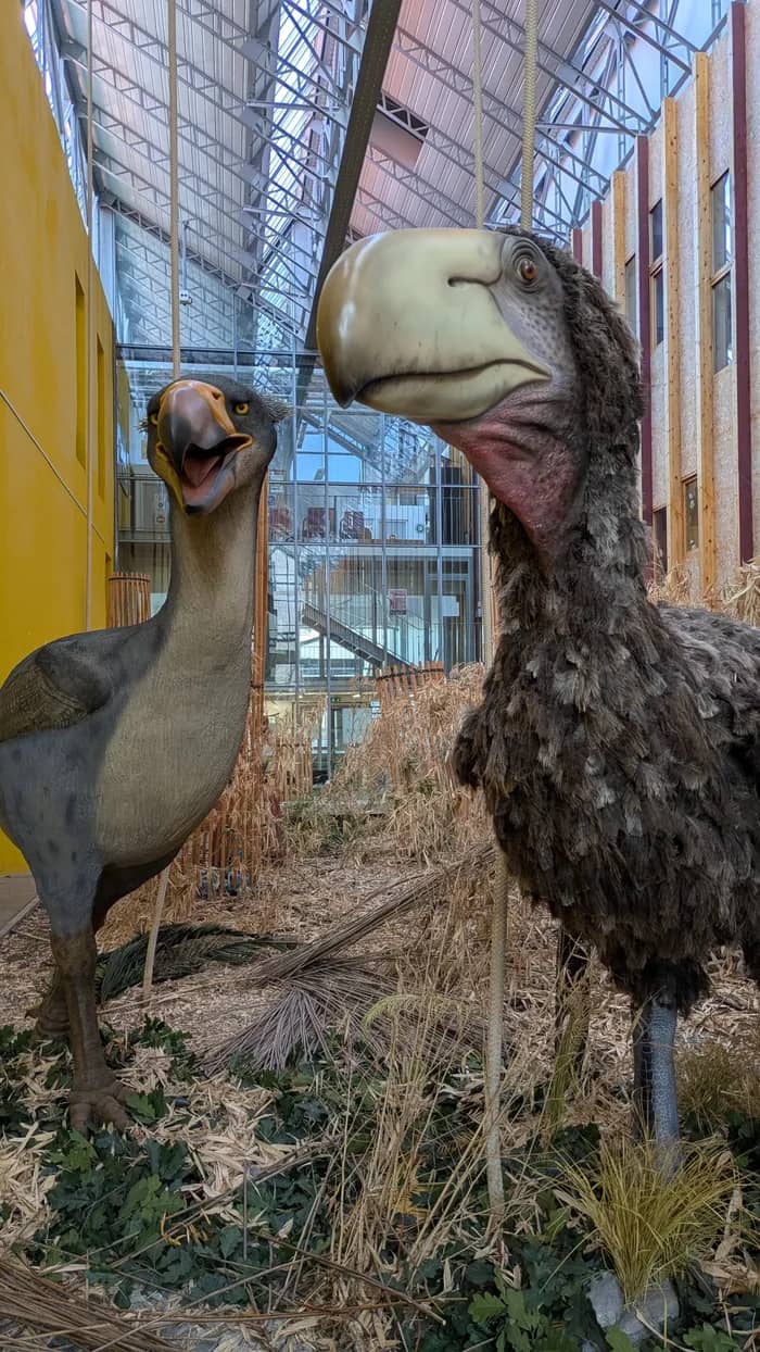 Illustration de l'événement : Petite fabrique (8-12 ans) : Oiseaux de terreur !