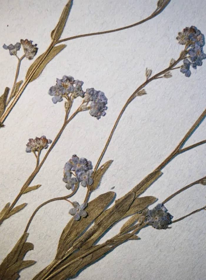 Illustration de l'événement : Unlike Flowers