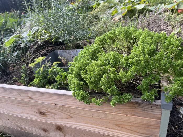 Illustration de l'événement : ATELIER d'INITIATION au JARDINAGE
