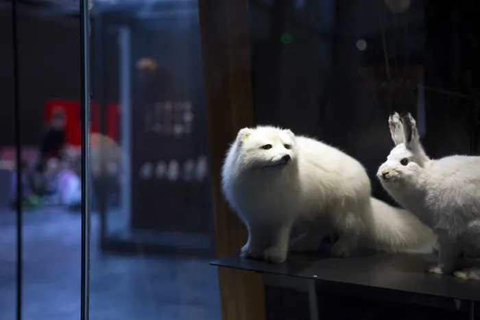 Illustration de l'événement : Musée de tout-petits (18m-3 ans) : l'hiver des animaux