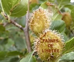 Illustration de l'événement : Les fruits oléagineux et condimentaires en automne