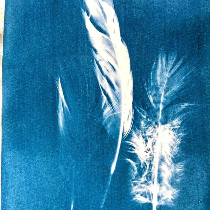 Illustration de l'événement : Atelier ados/adultes : oiseaux en cyanotype