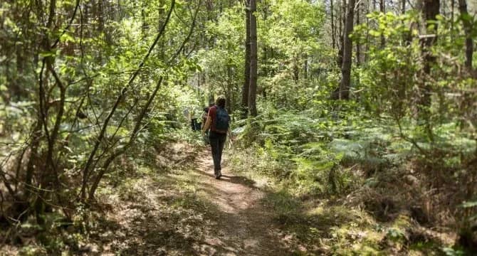 Illustration de l'événement : Balade en forêt