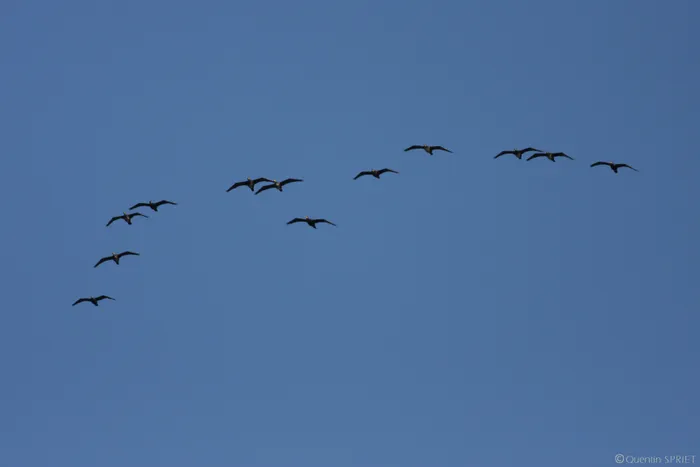 Illustration de l'événement : Balade naturaliste : ballet des oiseaux