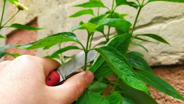 Illustration de l'événement : Multiplication des plantes
