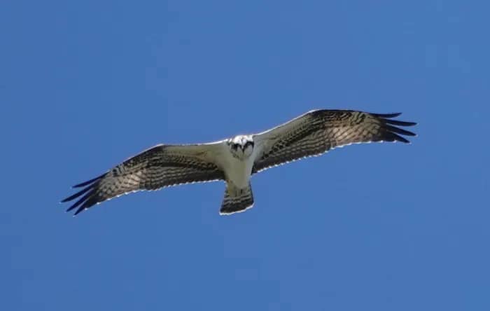 Illustration de l'événement : À la recherche des oiseaux migrateurs