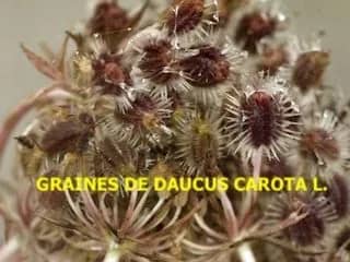 Illustration de l'événement : Les ombellifères et autres curiosités florales d’automne