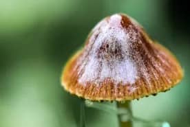 Illustration de l'événement : Nature et biodiversité en automne