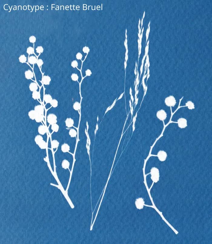Illustration de l'événement : Atelier photo cyanotype