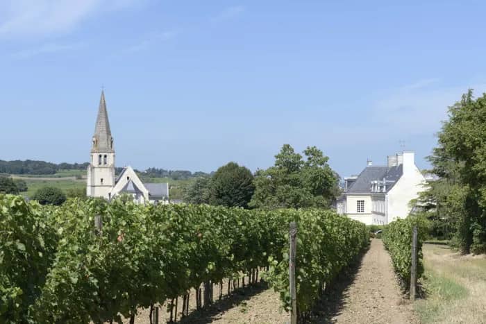 Illustration de l'événement : Visite guidée du village de Souzay-Champigny
