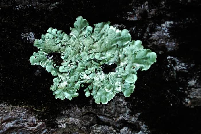 Illustration de l'événement : Exposition de LOUVE DELFIEU Liens Invisibles, MARTINE MOUGIN Mousses et Lichens - PAPIERS D'ART