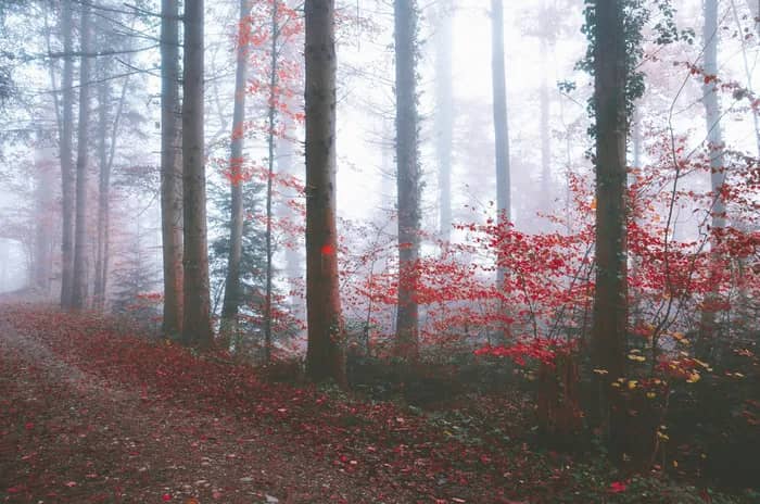 Illustration de l'événement : Le Petit Chaperon rouge