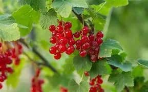 Illustration de l'événement : Jardinons ! Tailler et multiplier les petits fruitiers
