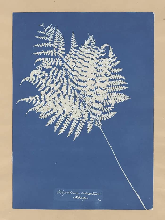 Illustration de l'événement : Atelier Cyanotype à la Micro-Folie & collection Guyane Martinique, Guadeloupe