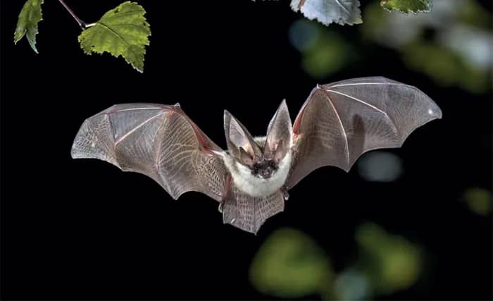 Illustration de l'événement : Nuit internationale de la chauve-souris - Balade au clair de lune