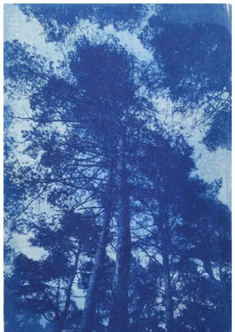 Illustration de l'événement : Atelier d'initiation au Cyanotype avec Laétitia Harder "à l'ombre des mots"