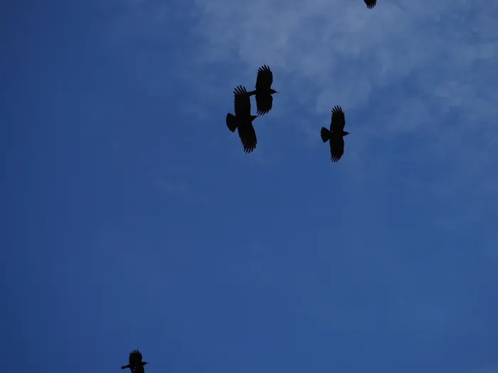 Illustration de l'événement : Journée européenne des oiseaux migrateurs