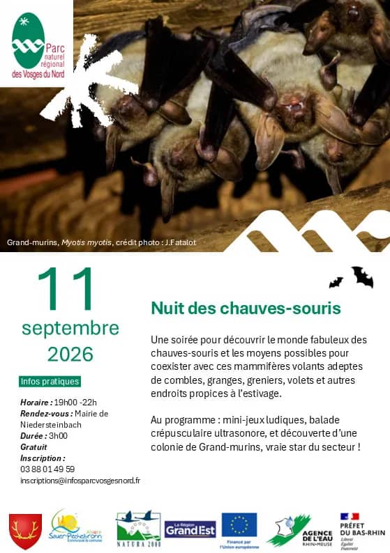 Illustration de l'événement : Nuit des chauves-souris