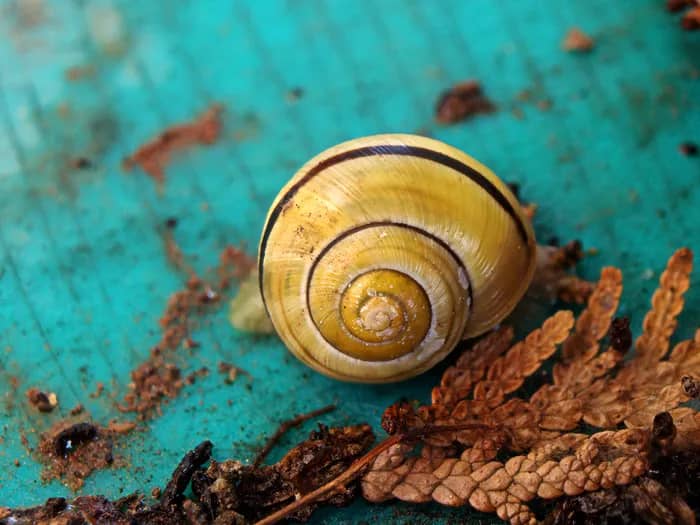 Illustration de l'événement : Escargots et Cie : à la rencontre des petites bêtes du jardin