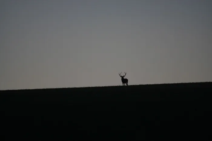 Illustration de l'événement : Le brame du cerf, à une heure de Paris.