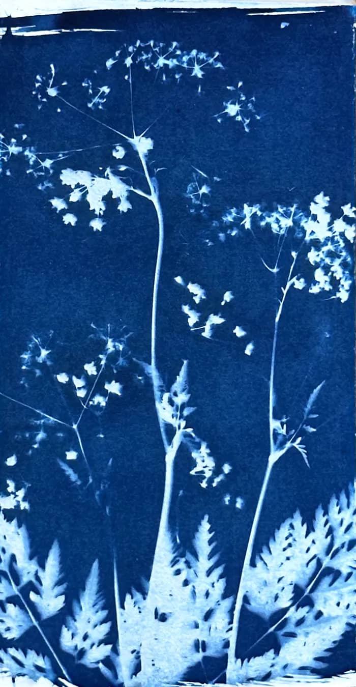 Illustration de l'événement : Atelier découverte des premières méthodes de photo-impression