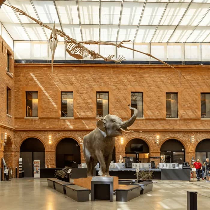 Illustration de l'événement : Journées Européennes du Patrimoine au Muséum de Toulouse