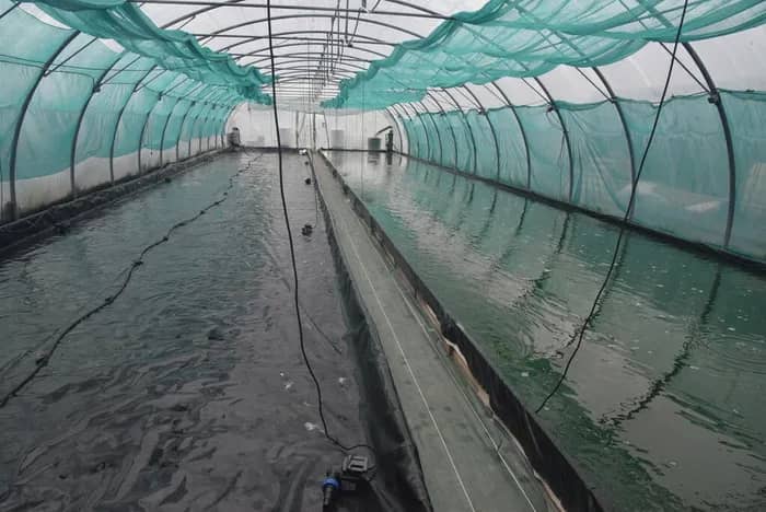 Illustration de l'événement : Visite de ferme à spiruline Etika Spirulina