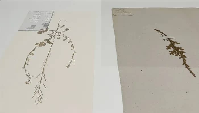 Illustration de l'événement : Les herbiers de Plants and People