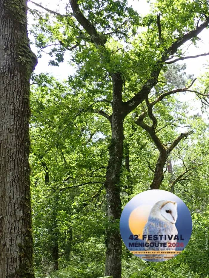 Illustration de l'événement : Conférence "Les vieilles forêts : des trésors méconnus à préserver"
