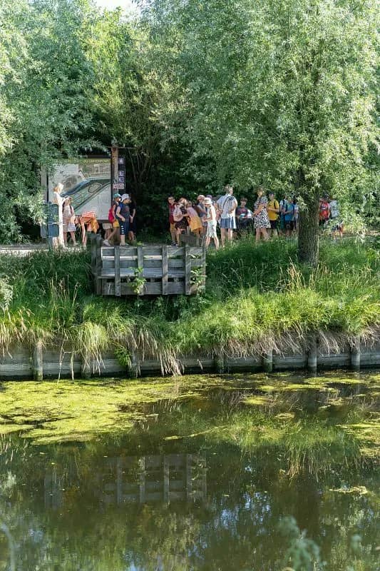 Illustration de l'événement : Balade naturaliste : découverte des bassins filtrants