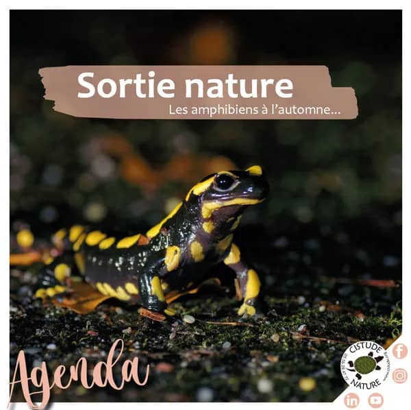 Illustration de l'événement : "Les amphibiens à l'automne et la très mystérieuse salamandre"