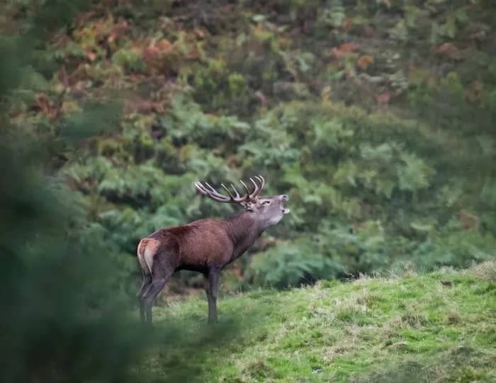 Illustration de l'événement : Aventure photo Brame du Cerf
