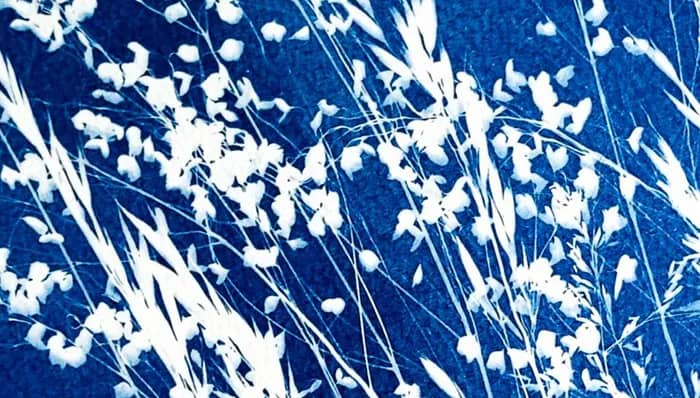Illustration de l'événement : Cyanotype (+ 6 ans)