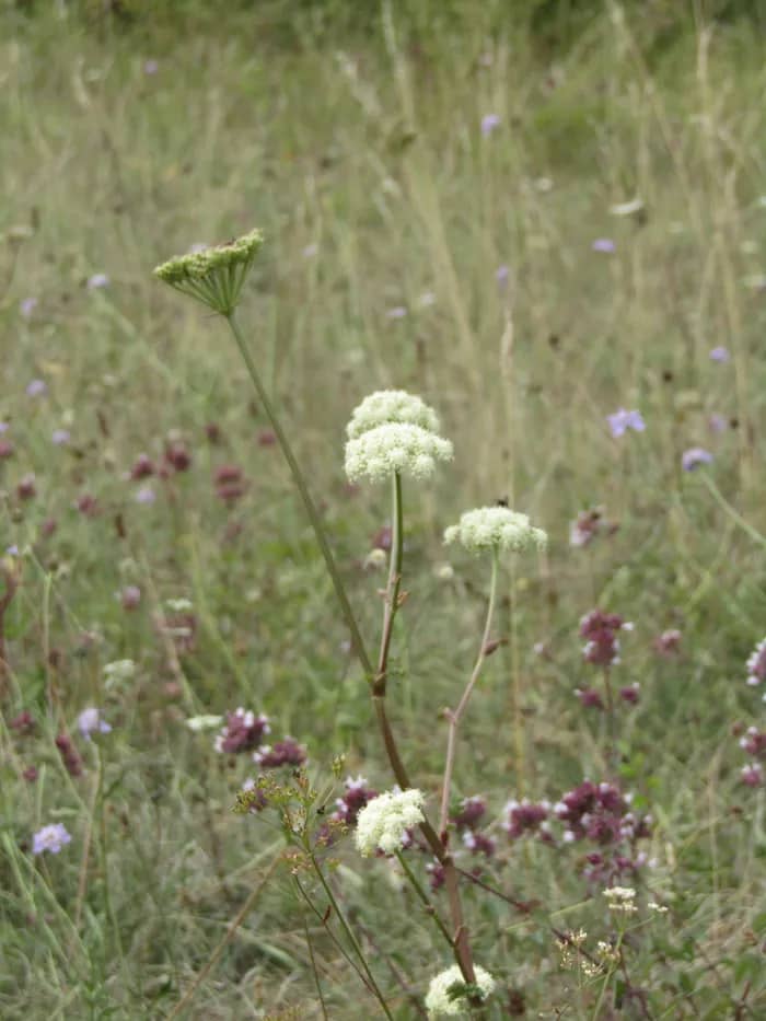 Illustration de l'événement : La flore tardive des coteaux calcaires, sortie botanique