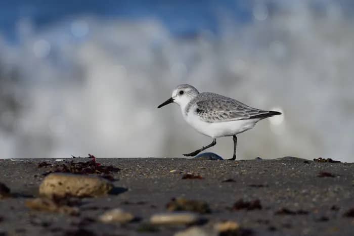 Illustration de l'événement : VIERVILLE-SUR-MER/14 : Découverte des oiseaux des falaises du Bessin