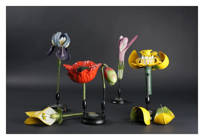 Illustration de l'événement : Découverte des modèles de fleurs de la maison Deyrolle