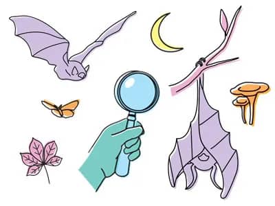 Illustration de l'événement : ***COMPLET*** CHAVILLE - A la découverte des ombres volantes et autres animaux nocturnes ! ***COMPLET***