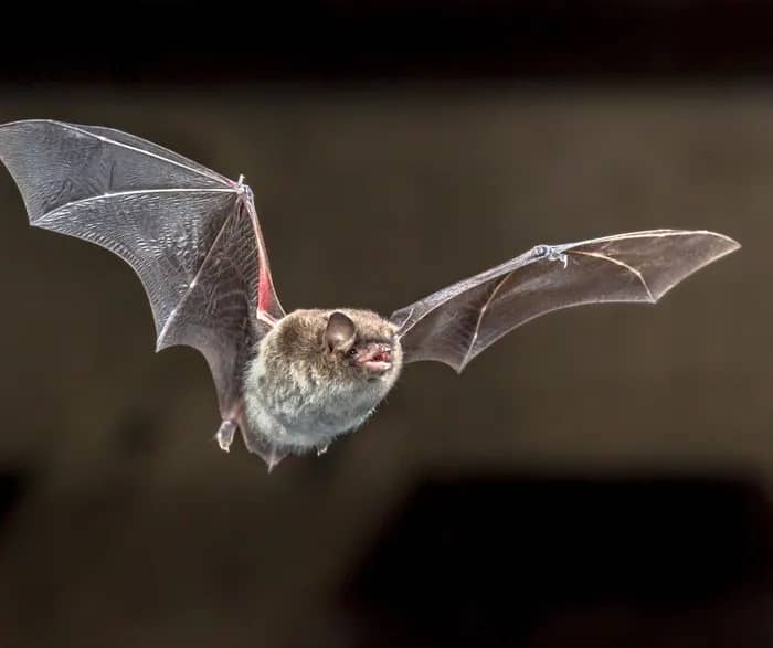 Illustration de l'événement : À la découverte des chauves-souris