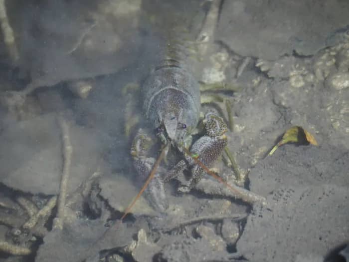 Illustration de l'événement : Un homard dans la Rouvre ?
