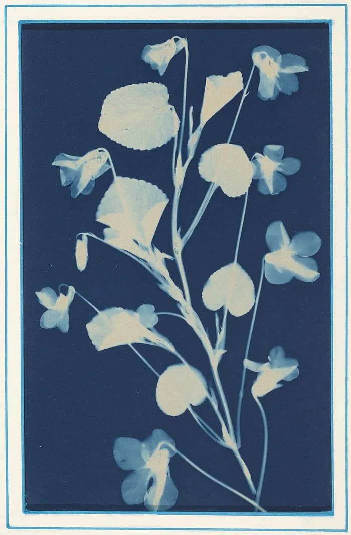Illustration de l'événement : Atelier Cyanotype