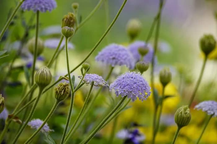 Illustration de l'événement : Flore sauvage et usages ancestraux