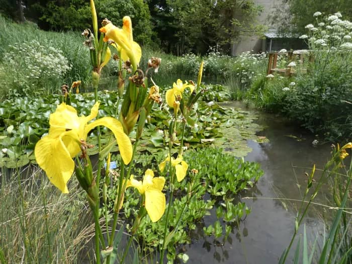 Illustration de l'événement : Jardin botanique de l'Université Paris-Saclay