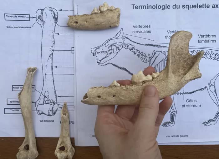 Illustration de l'événement : Conférence-atelier-goûter : rencontre avec une archéozoologue, de la fouille au laboratoire